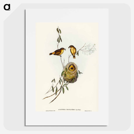 アートポスター-Regulus-like Acanthiza
 - オーストラリアの鳥 Poster.