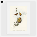 Regulus-like Acanthiza
 - オーストラリアの鳥 Poster.