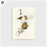 アートポストカード-Regulus-like Acanthiza
 - オーストラリアの鳥 Postcard.