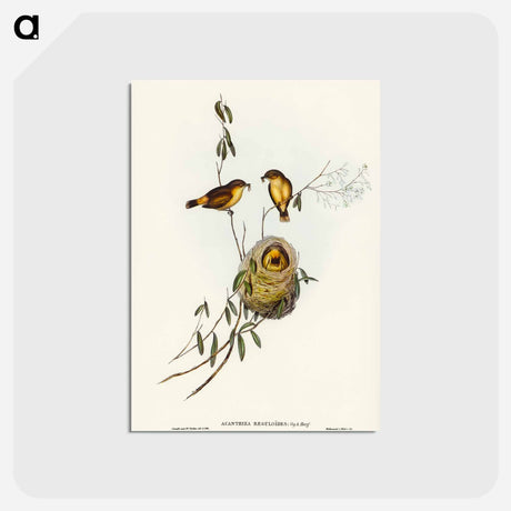 アートポストカード-Regulus-like Acanthiza
 - オーストラリアの鳥 Postcard.