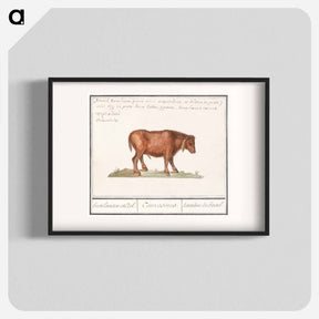アートポスター-Brazilian cow - アンセルムス ボエティウス デ ブート Poster.