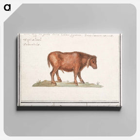 アートパネル-Brazilian cow - アンセルムス ボエティウス デ ブート Canvas.