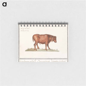 アートメモ帳-Brazilian cow - アンセルムス ボエティウス デ ブート Memo.