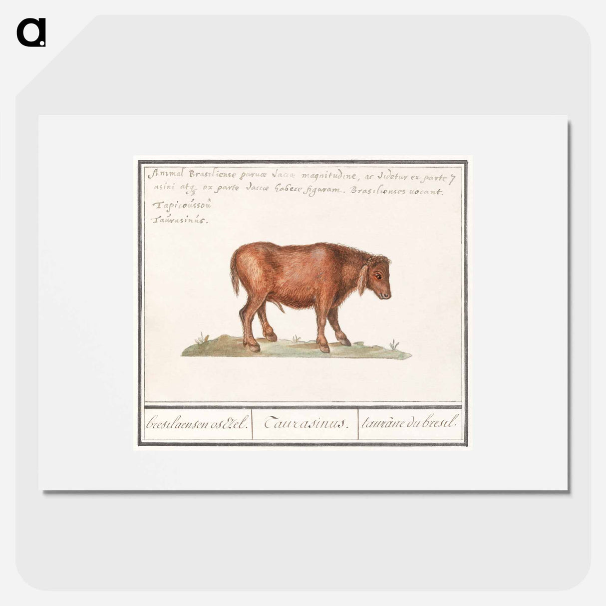 Brazilian cow - アンセルムス ボエティウス デ ブート Poster.