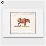 Brazilian cow - アンセルムス ボエティウス デ ブート Poster.