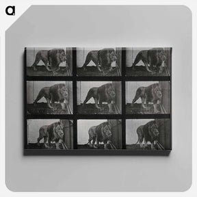 アートパネル-Prowling Lion
 - エドワード マイブリッジ Canvas.