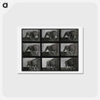 アートポストカード-Prowling Lion
 - エドワード マイブリッジ Postcard.
