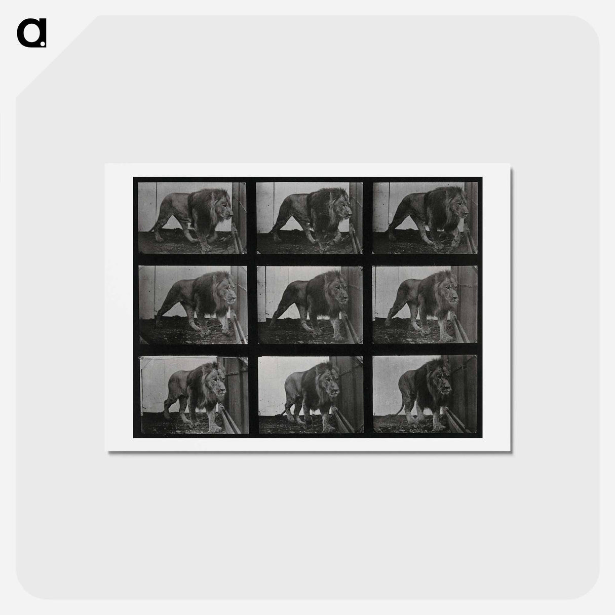 アートポストカード-Prowling Lion
 - エドワード マイブリッジ Postcard.