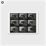 アートポストカード-Prowling Lion
 - エドワード マイブリッジ Postcard.