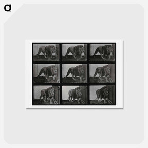 アートポストカード-Prowling Lion
 - エドワード マイブリッジ Postcard.