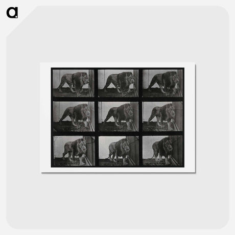 アートポストカード-Prowling Lion
 - エドワード マイブリッジ Postcard.