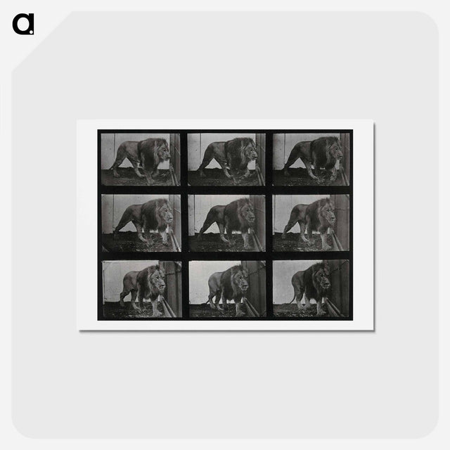 アートポストカード-Prowling Lion
 - エドワード マイブリッジ Postcard.