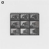 アートメモ帳-Prowling Lion
 - エドワード マイブリッジ Memo.