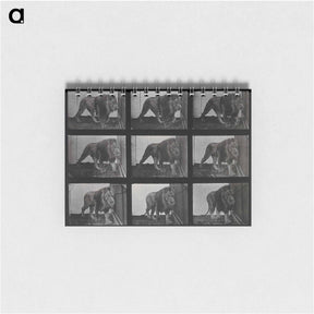 アートメモ帳-Prowling Lion
 - エドワード マイブリッジ Memo.