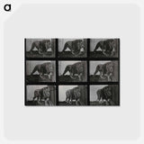 アートポストカード-Prowling Lion
 - エドワード マイブリッジ Postcard.