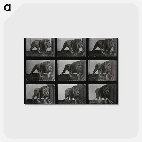 アートポストカード-Prowling Lion
 - エドワード マイブリッジ Postcard.