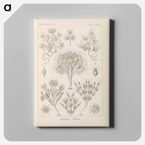 Marine life illustration - エルンスト ヘッケル Canvas.