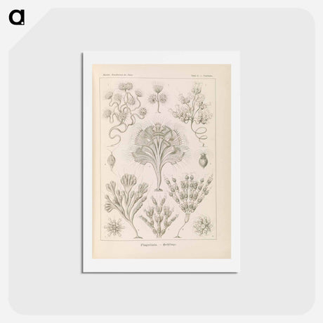 アートポストカード-Marine life illustration - エルンスト ヘッケル Postcard.