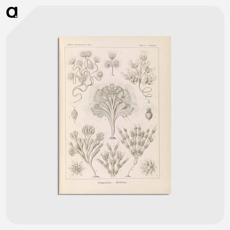 アートポストカード-Marine life illustration - エルンスト ヘッケル Postcard.