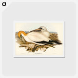 アートポストカード-Australian Gannet
 - ジョン グールド Postcard.