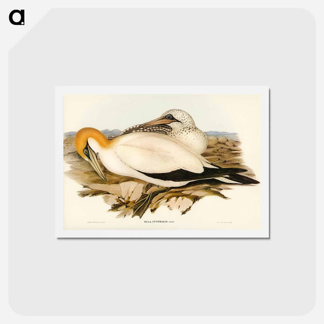 アートポストカード-Australian Gannet
 - ジョン グールド Postcard.