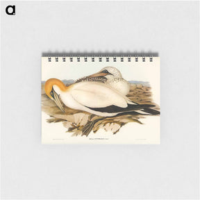 アートメモ帳-Australian Gannet
 - ジョン グールド Memo.