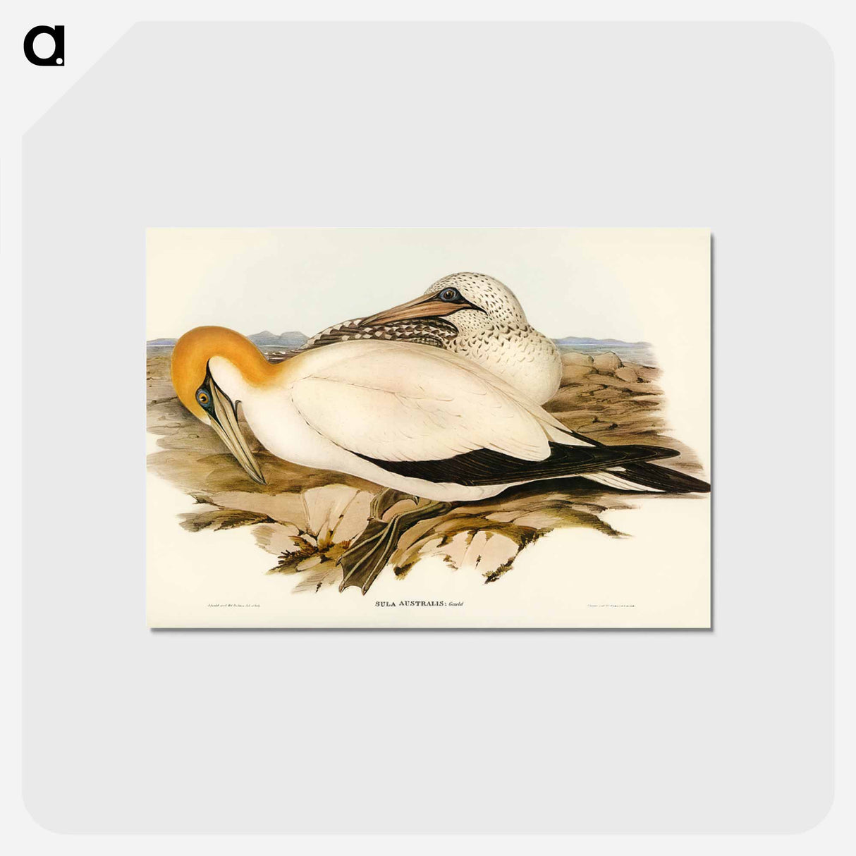 アートポストカード-Australian Gannet
 - ジョン グールド Postcard.