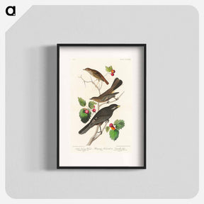 アートポスター-Little Tawny Thrush, Ptiliogony's Townsendi and Canada Jay
 - ジョン ジェームス オーデュボン Poster.