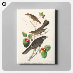 アートパネル-Little Tawny Thrush, Ptiliogony's Townsendi and Canada Jay
 - ジョン ジェームス オーデュボン Canvas.