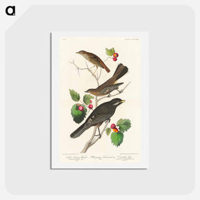 アートポストカード-Little Tawny Thrush, Ptiliogony's Townsendi and Canada Jay
 - ジョン ジェームス オーデュボン Postcard.