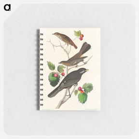 アートメモ帳-Little Tawny Thrush, Ptiliogony's Townsendi and Canada Jay
 - ジョン ジェームス オーデュボン Memo.