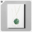 アートパネル-Aloe Margaritifera - ピエール ジョゼフ ルドゥーテ Canvas.