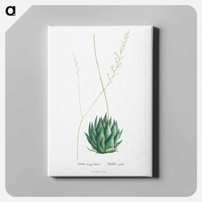 アートパネル-Aloe Margaritifera - ピエール ジョゼフ ルドゥーテ Canvas.