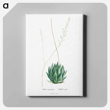 アートパネル-Aloe Margaritifera - ピエール ジョゼフ ルドゥーテ Canvas.
