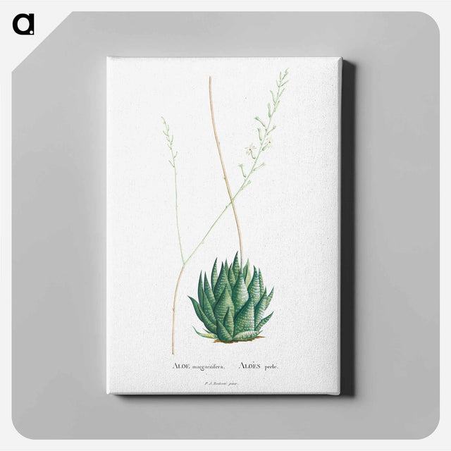 アートパネル-Aloe Margaritifera - ピエール ジョゼフ ルドゥーテ Canvas.