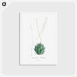 アートポストカード-Aloe Margaritifera - ピエール ジョゼフ ルドゥーテ Postcard.