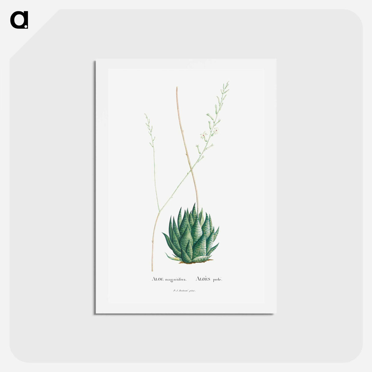 アートポストカード-Aloe Margaritifera - ピエール ジョゼフ ルドゥーテ Postcard.
