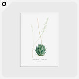 アートポストカード-Aloe Margaritifera - ピエール ジョゼフ ルドゥーテ Postcard.