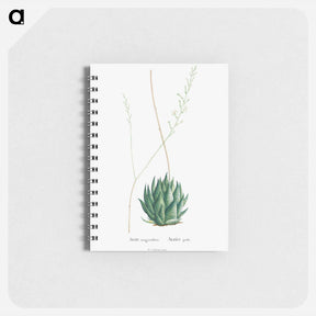 アートメモ帳-Aloe Margaritifera - ピエール ジョゼフ ルドゥーテ Memo.