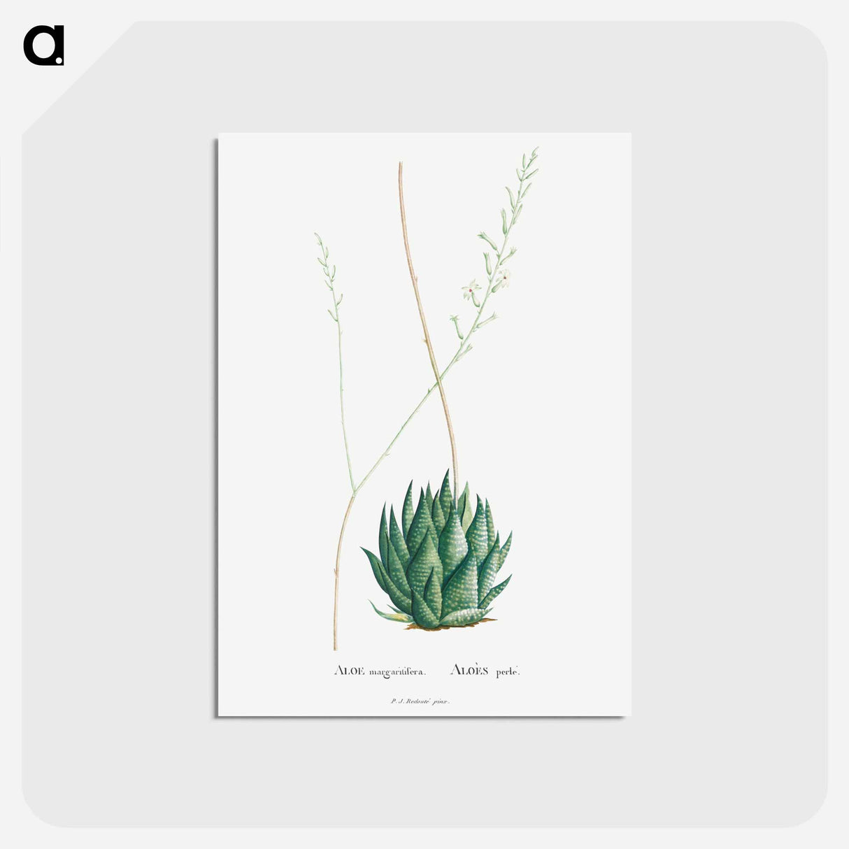 アートポストカード-Aloe Margaritifera - ピエール ジョゼフ ルドゥーテ Postcard.