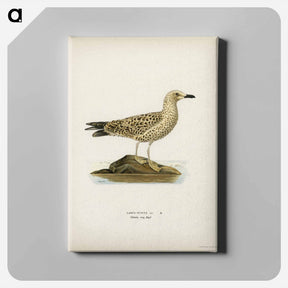 アートパネル-Black-Backed Gull
 - スヴェンスカ フォグラル Canvas.