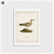アートポストカード-Black-Backed Gull
 - スヴェンスカ フォグラル Postcard.