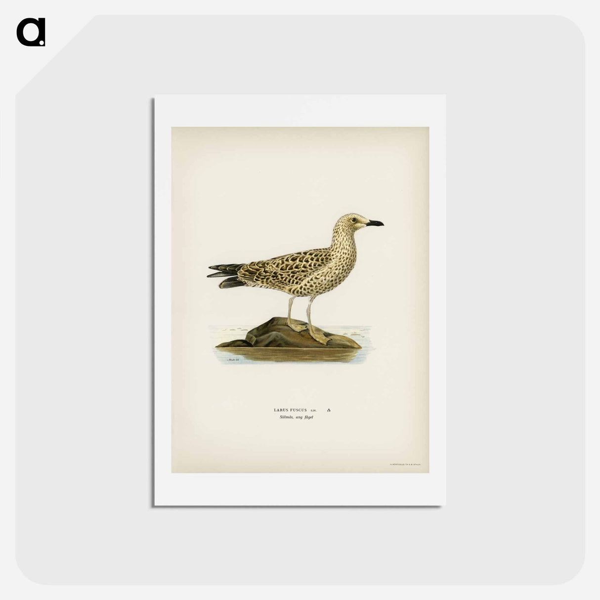 アートポストカード-Black-Backed Gull
 - スヴェンスカ フォグラル Postcard.