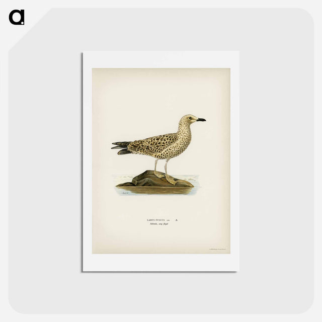 アートポストカード-Black-Backed Gull
 - スヴェンスカ フォグラル Postcard.