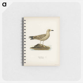 アートメモ帳-Black-Backed Gull
 - スヴェンスカ フォグラル Memo.