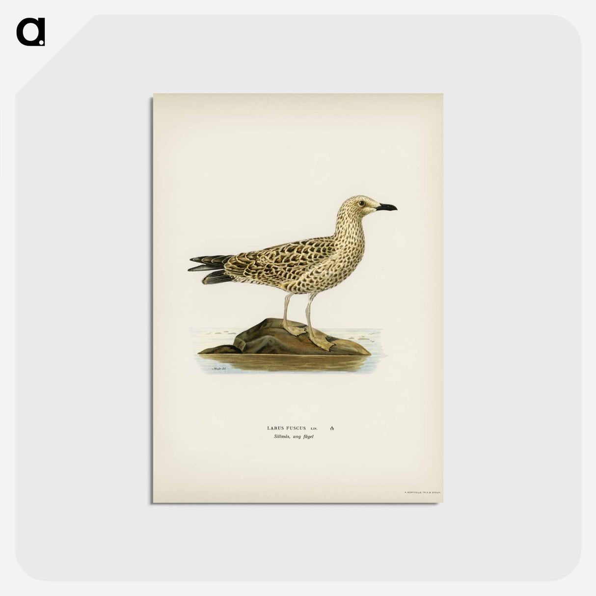 アートポストカード-Black-Backed Gull
 - スヴェンスカ フォグラル Postcard.