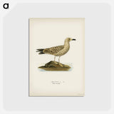 アートポストカード-Black-Backed Gull
 - スヴェンスカ フォグラル Postcard.