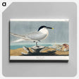 アートパネル-Sandwich Tern from Birds of America
 - アメリカの鳥たち Canvas.