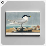 アートパネル-Sandwich Tern from Birds of America
 - アメリカの鳥たち Canvas.