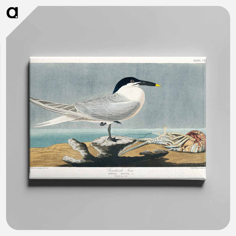 アートパネル-Sandwich Tern from Birds of America
 - アメリカの鳥たち Canvas.